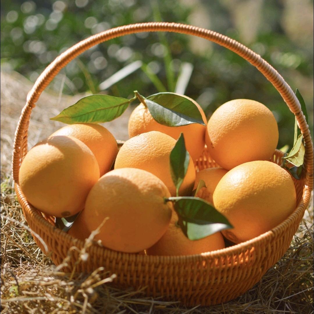 茶叉与猫严选店