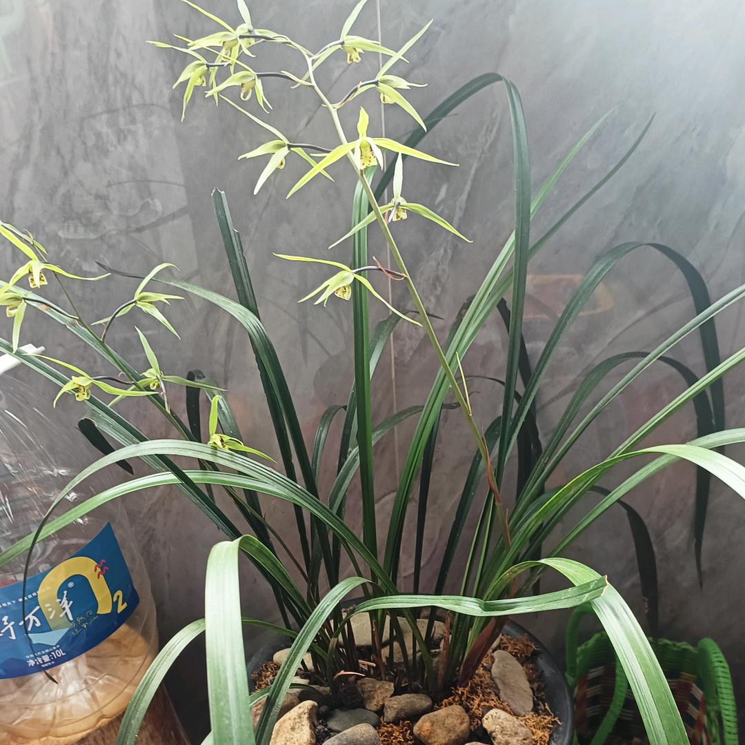 黑牛k