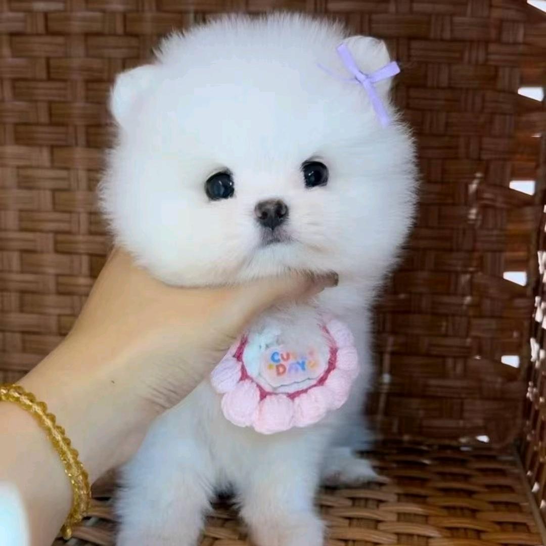 大眼哥诚信犬舍