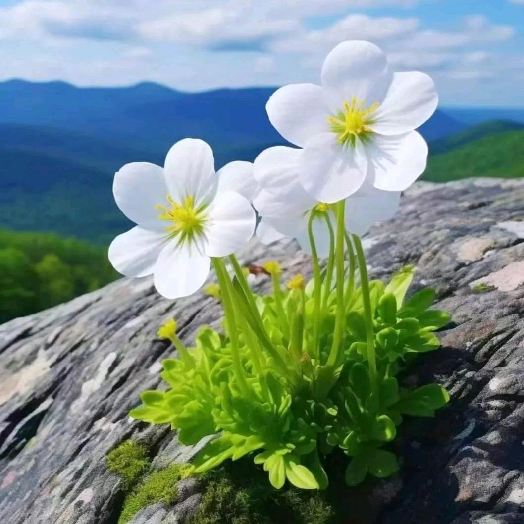 玉田老酒徐九经（莘县古云店）