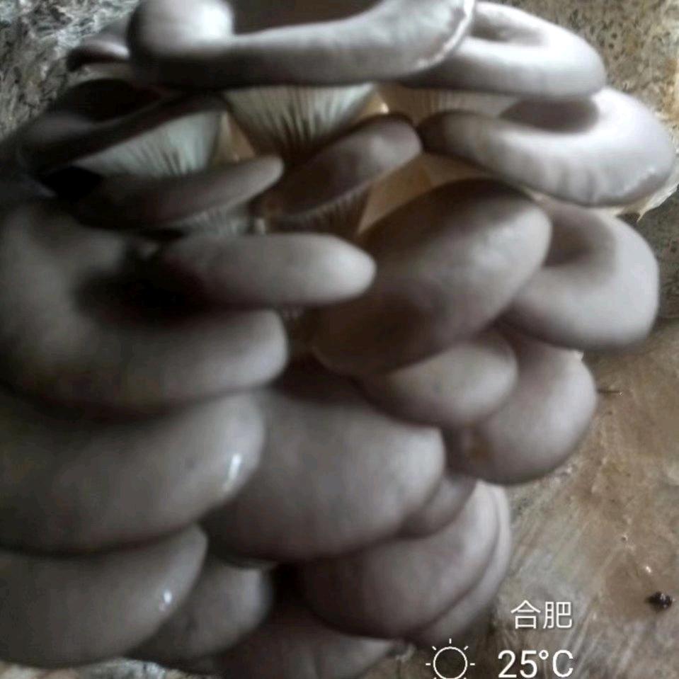 （项本贵）巢湖市书桥食用菌菌种