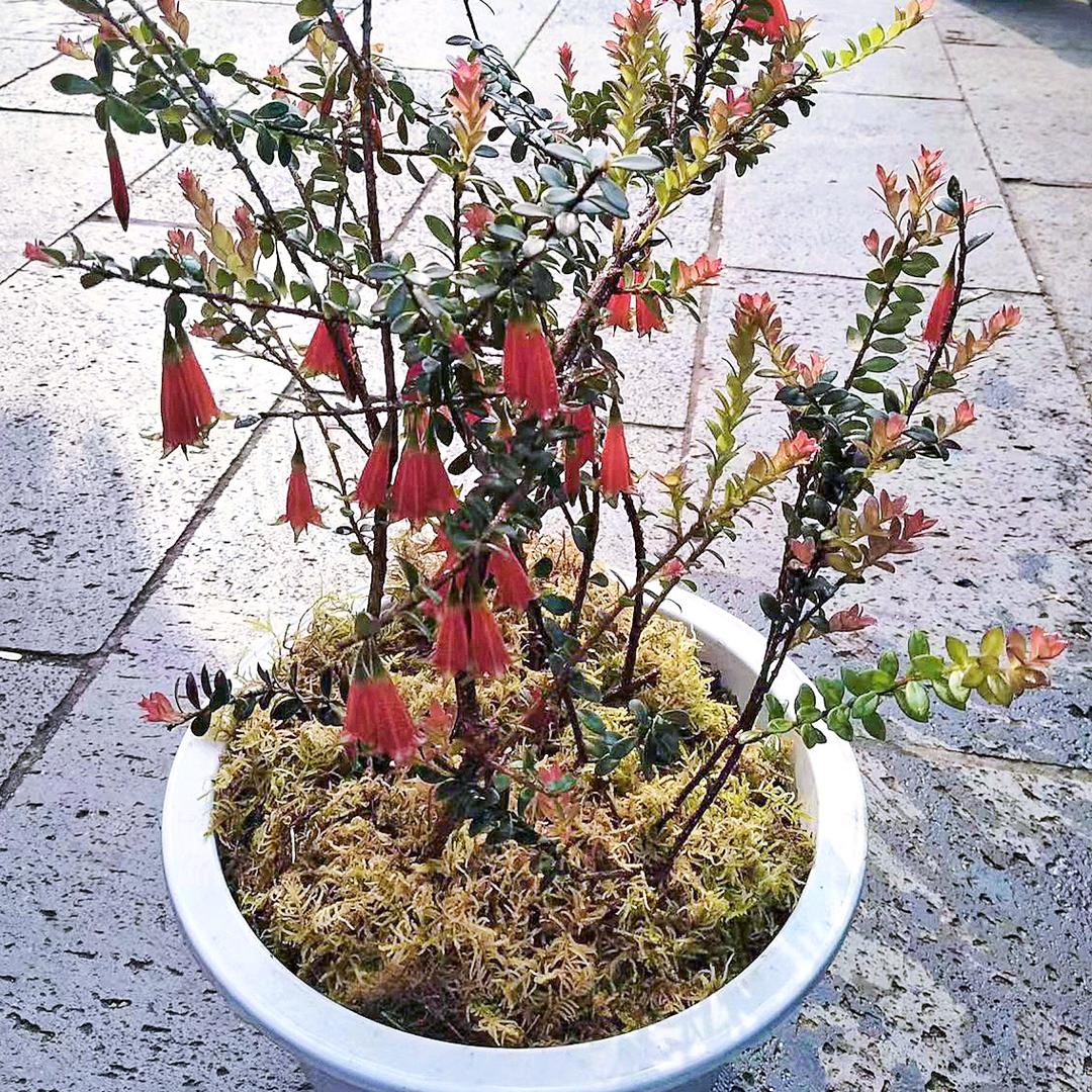 缘份花卉园艺店