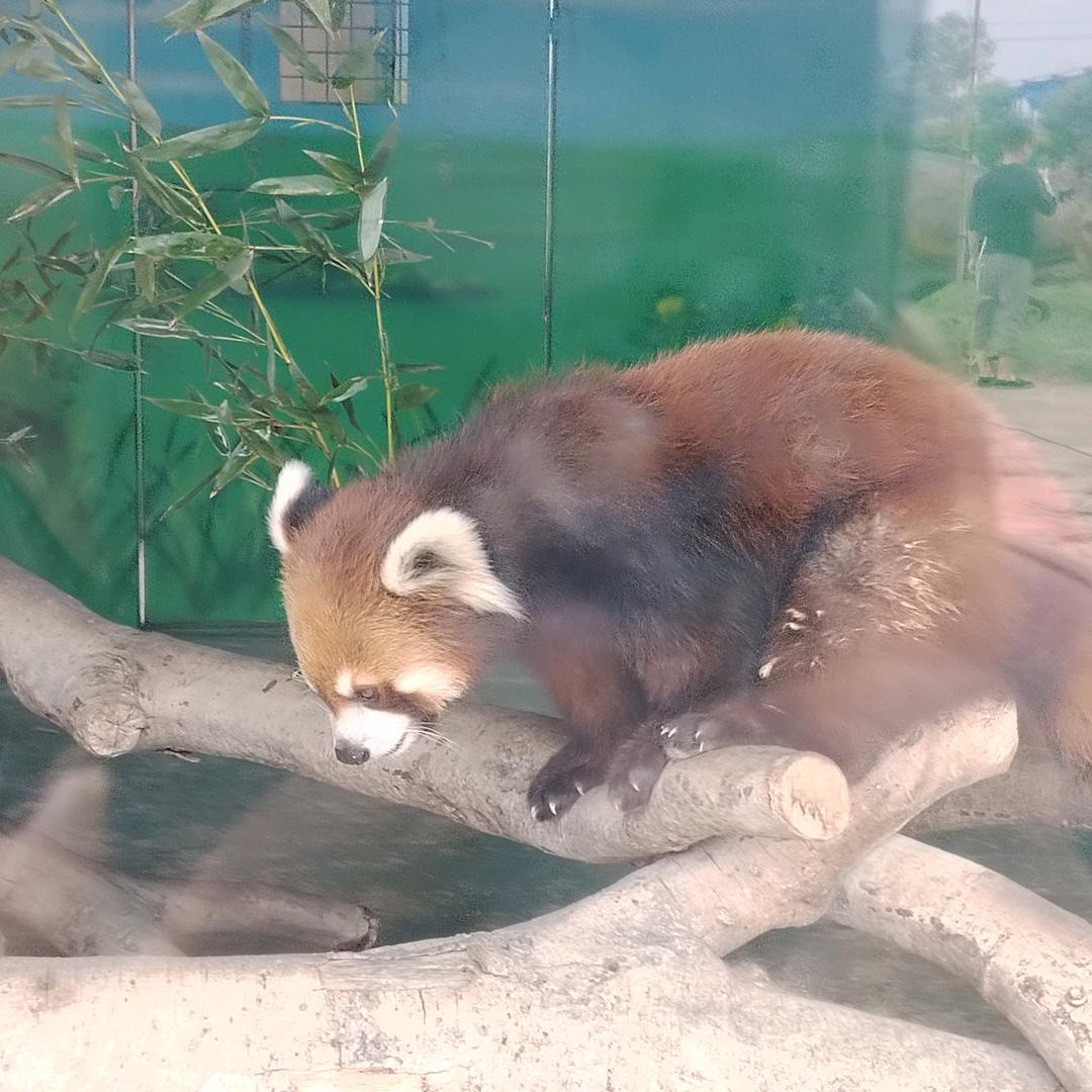 晁鑫