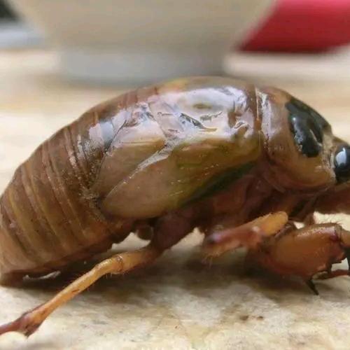 尉氏县十八里镇申庄爬叉收购