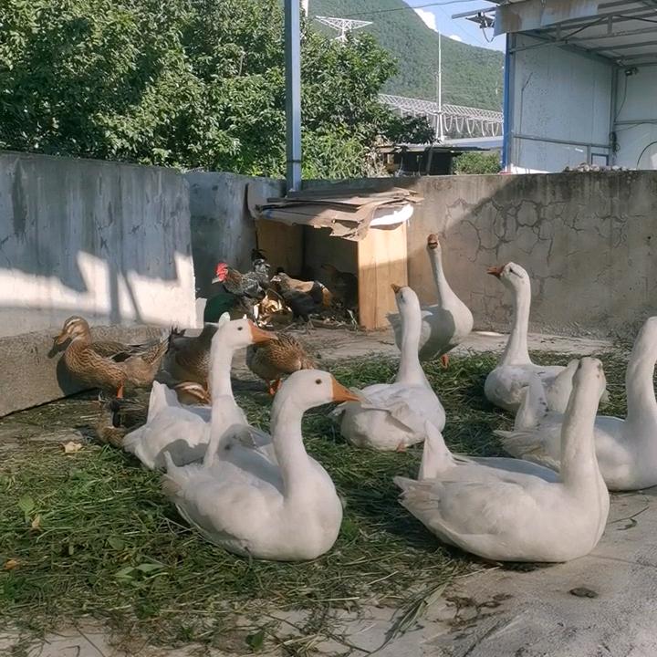 邓大妈农产品