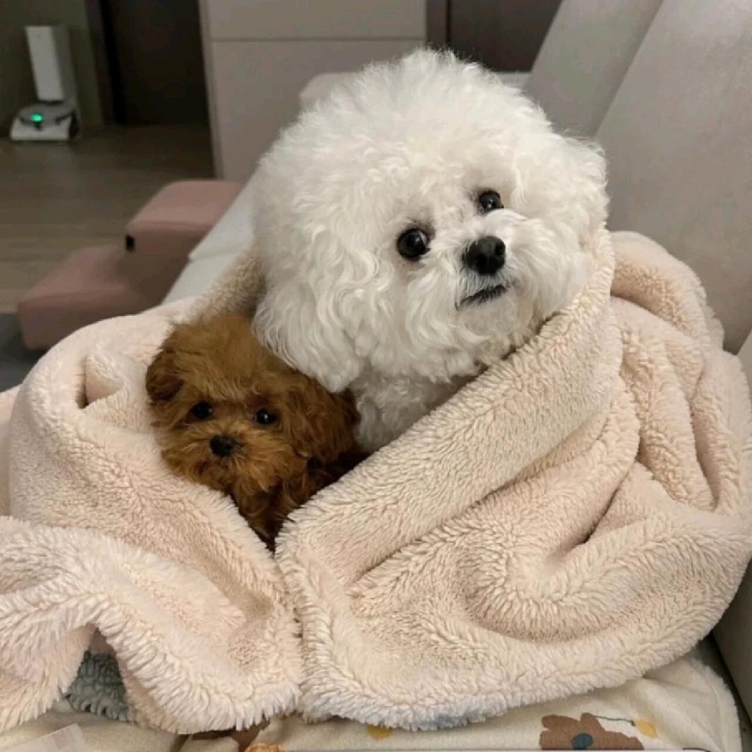 王宁宠物优选