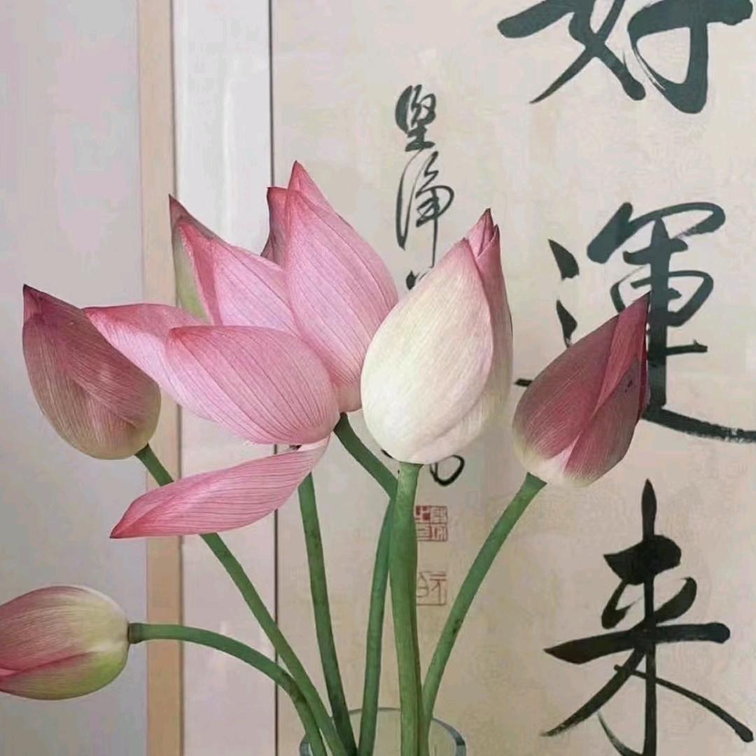 春风吹明月