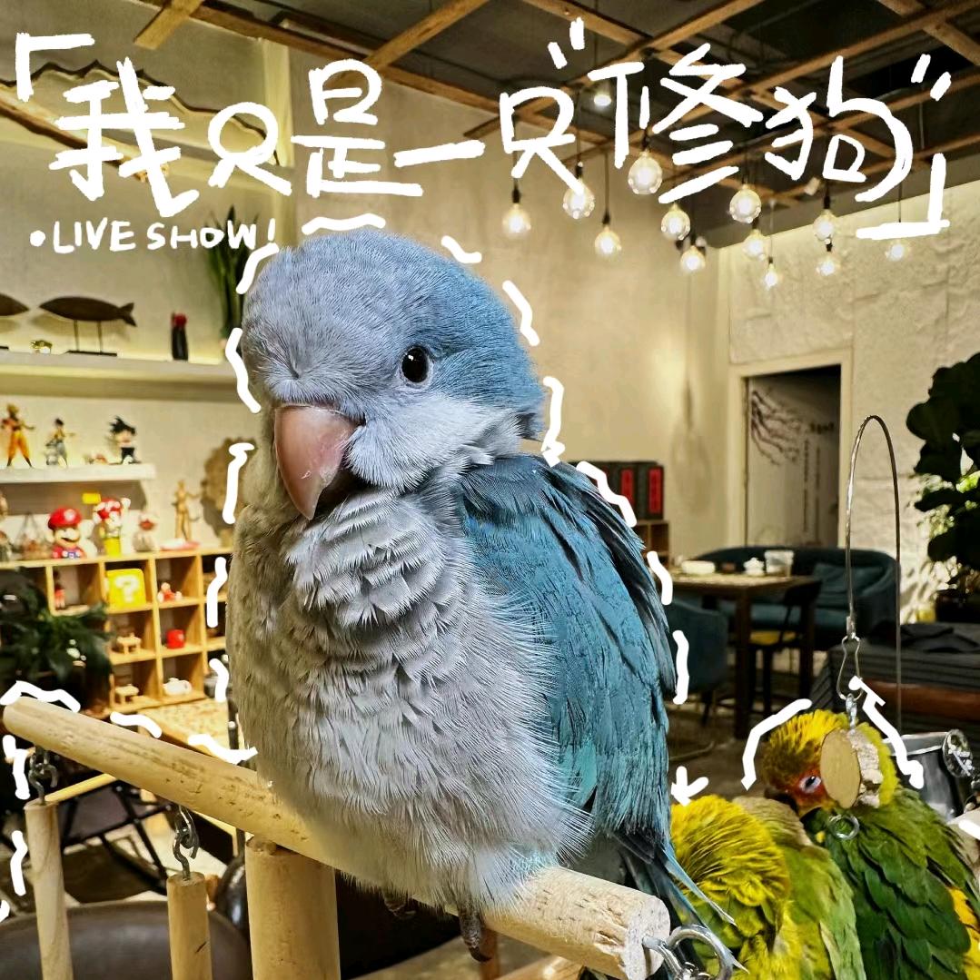 昆明壶里槲涂鸟咖茶舍