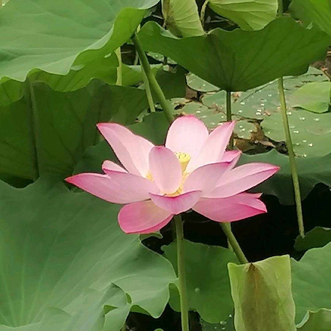 花大姐