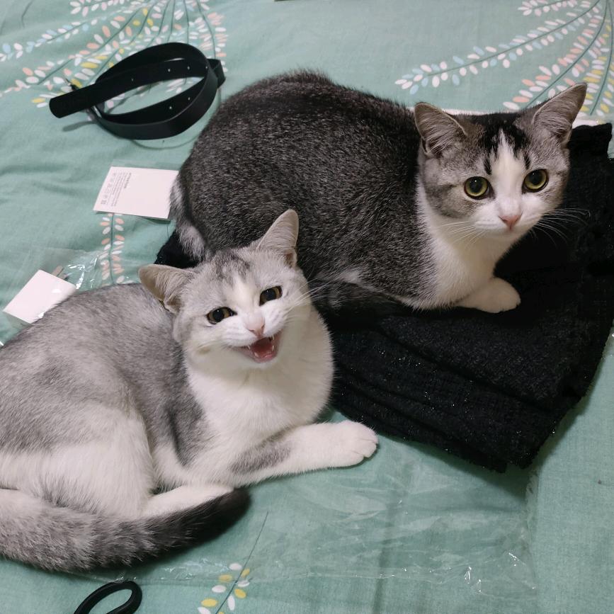 嬛嬛一袅楚宫腰