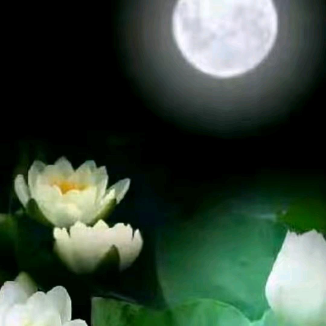 冷月