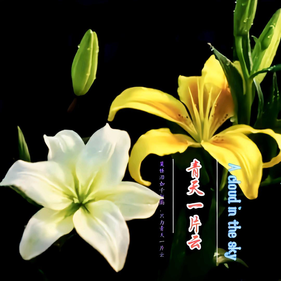 青天一片雲头像