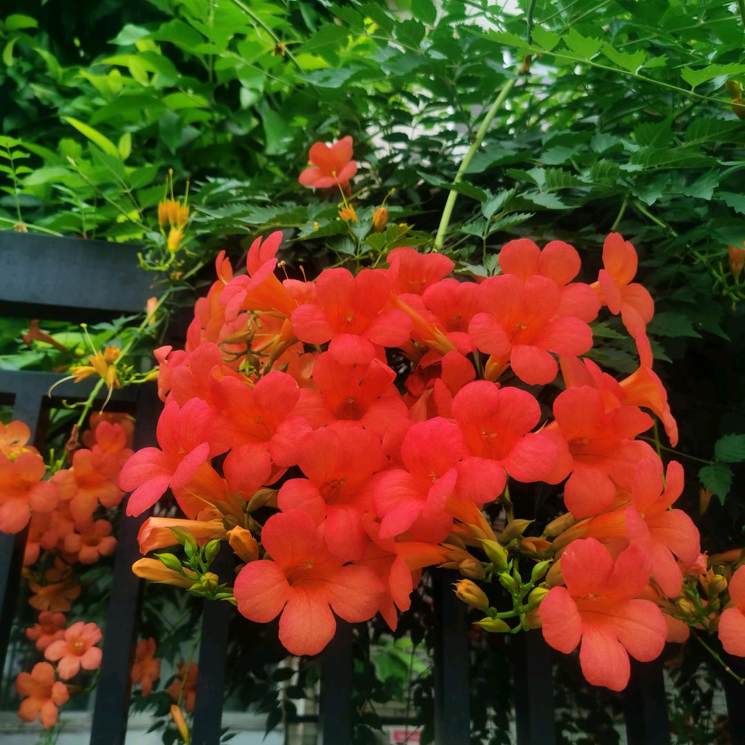 蓝玫瑰