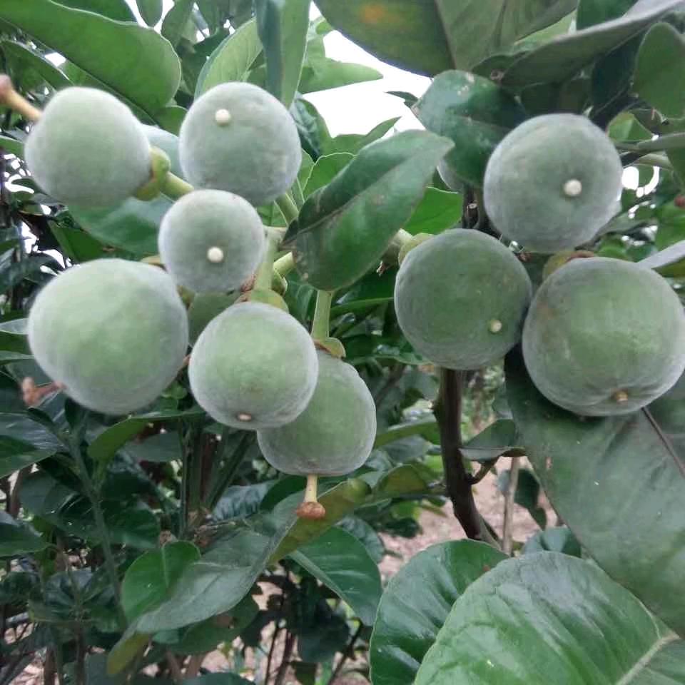 爱跳舞的小仙女