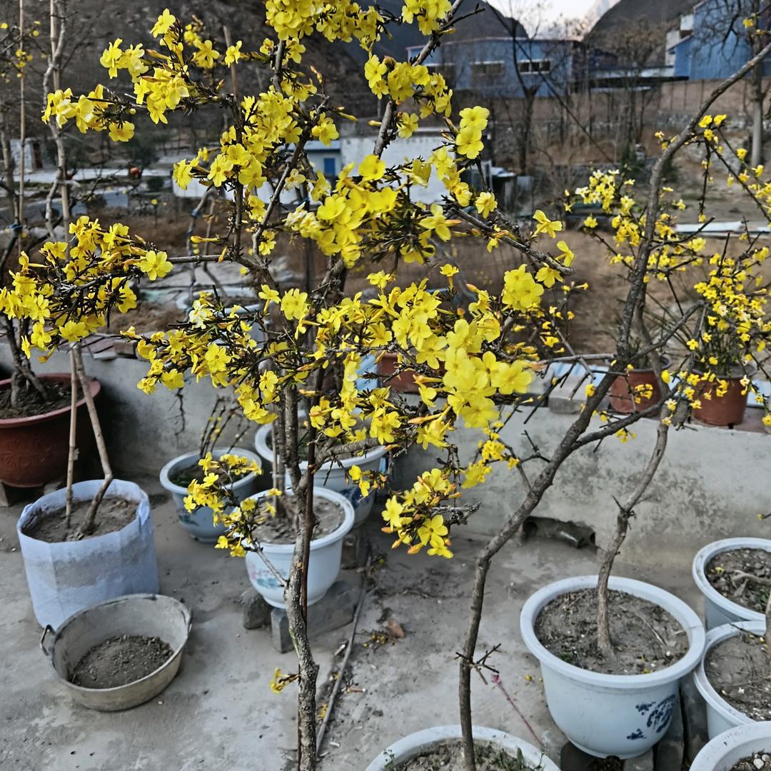 张明