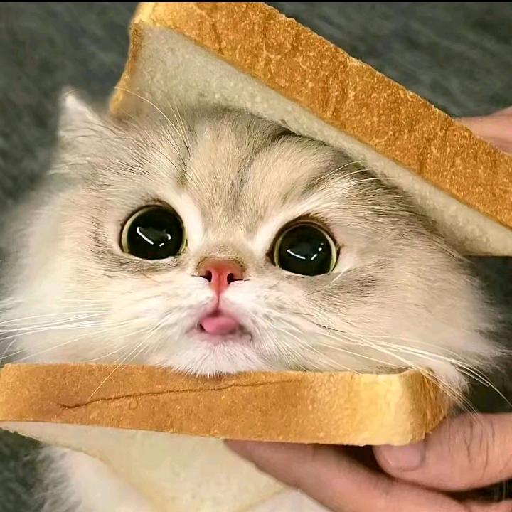 念念猫meme小剧场