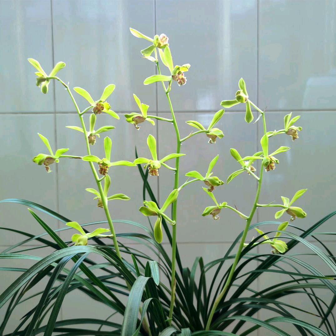 爱吃香菜(游戏版)