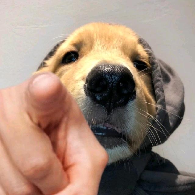 疯狂小狗哥