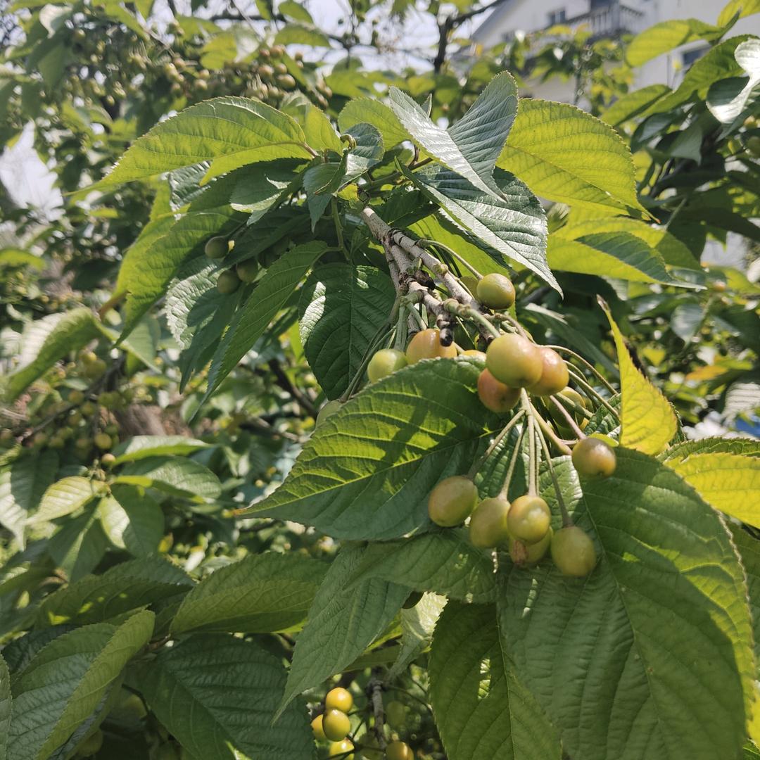 瀏盟主