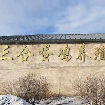三合蛋鸡养殖公司