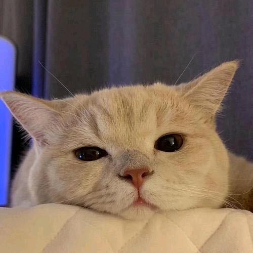 意愿-