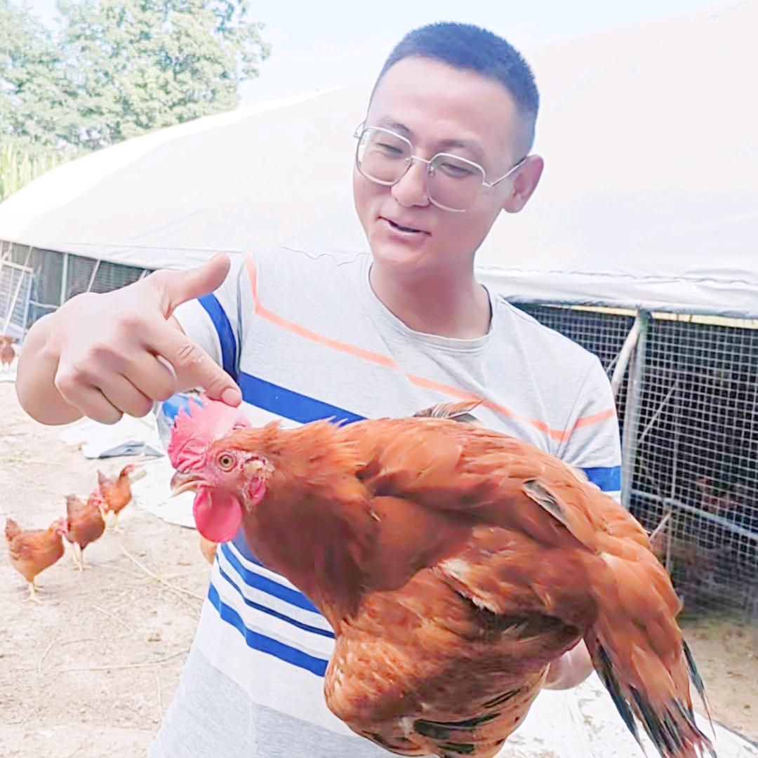 小杨说鸡🐔