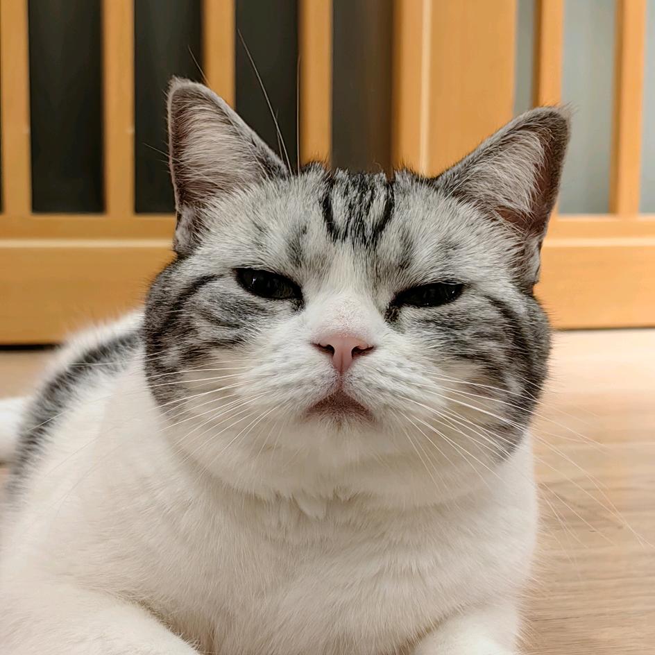 💚猫咪的肉爪子💚