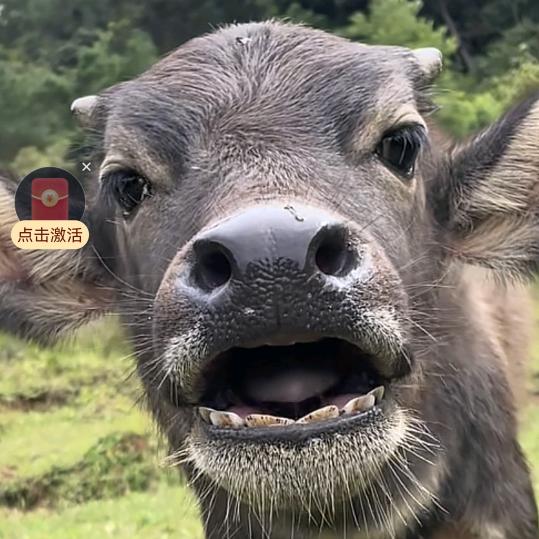 滴滴佬