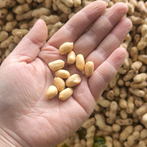 豫鹤优选（25柴火炒花生）