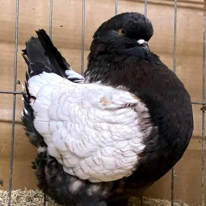 灿阳观赏特禽