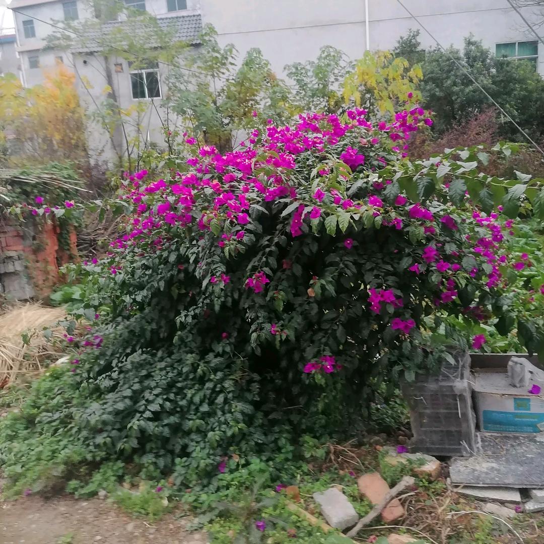 带刺的月季