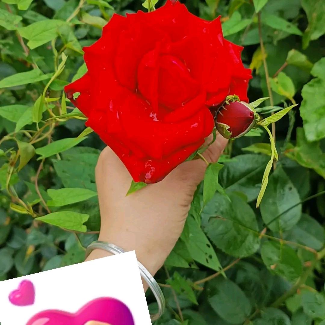 陆❤️玖❤️妹5❤️2❤️0