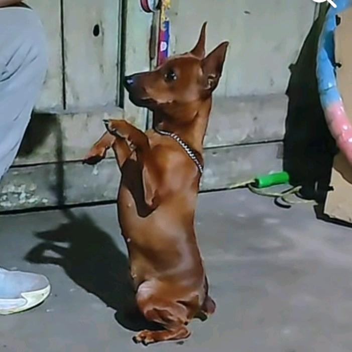 华子🐈迷你滨沙犬