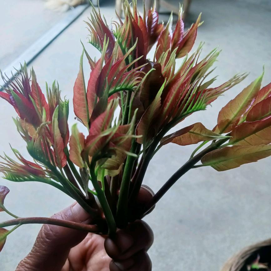 栀子花。
