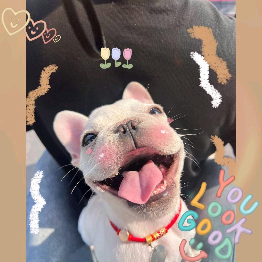 猪猪