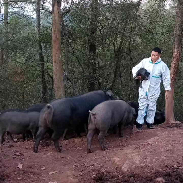 杨韦跑山土黑猪