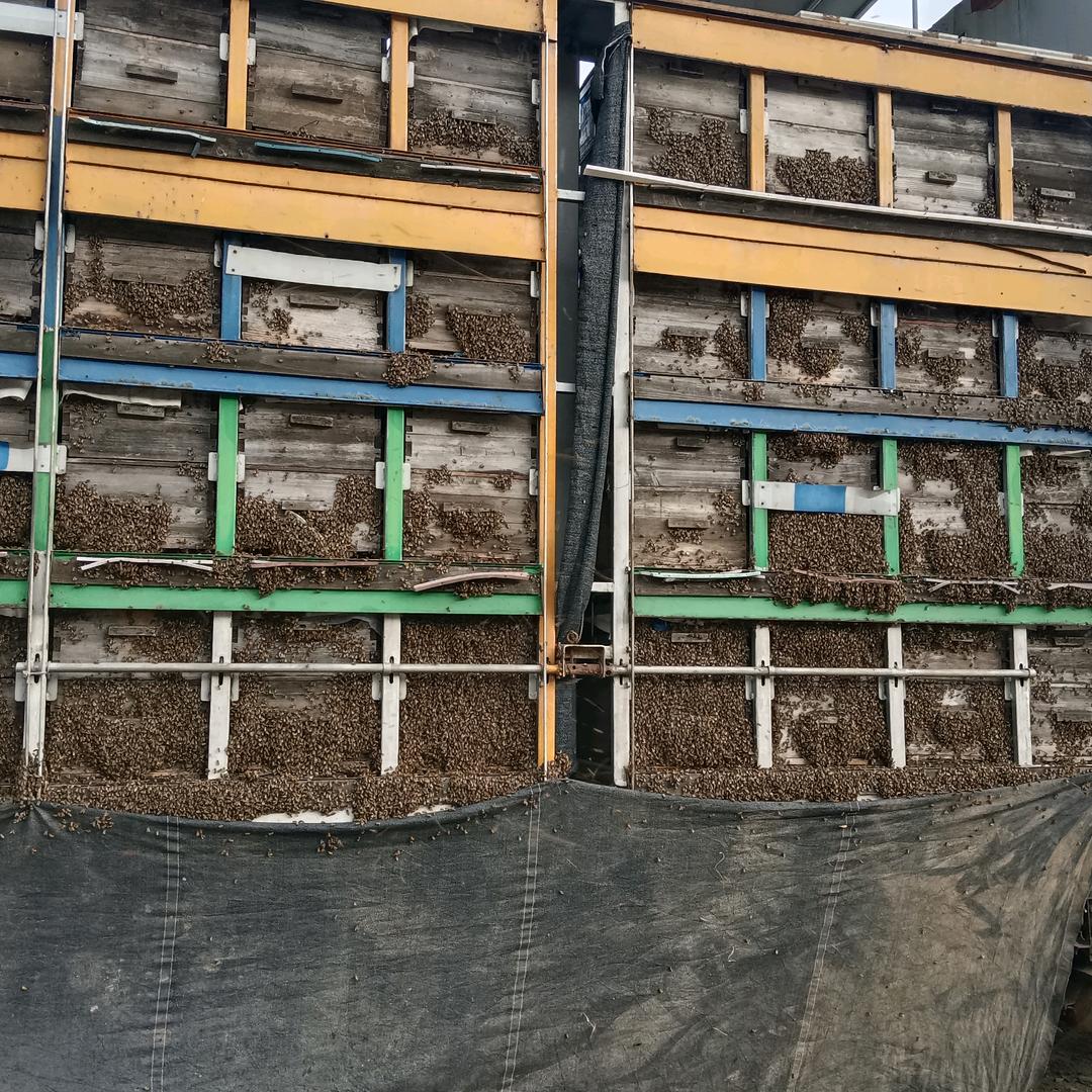 采花大盗成熟蜂蜜