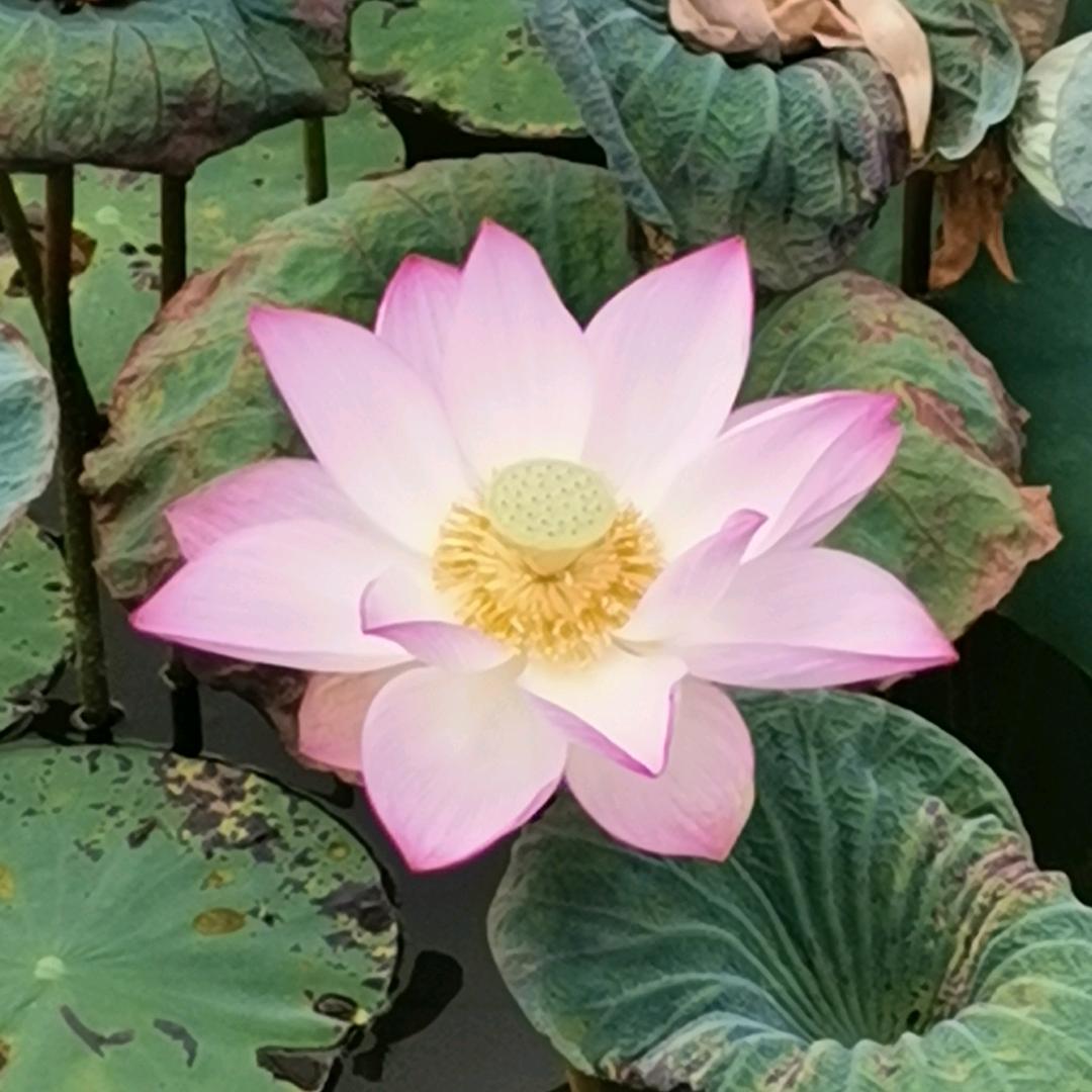 千年回眸