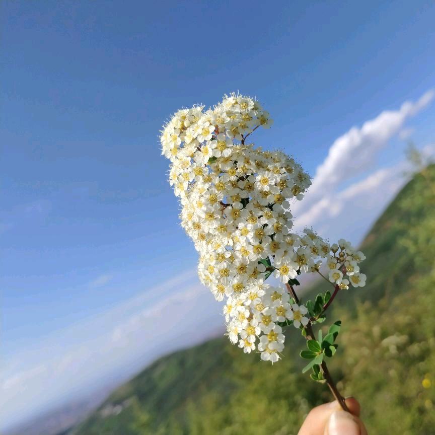 执着的爱