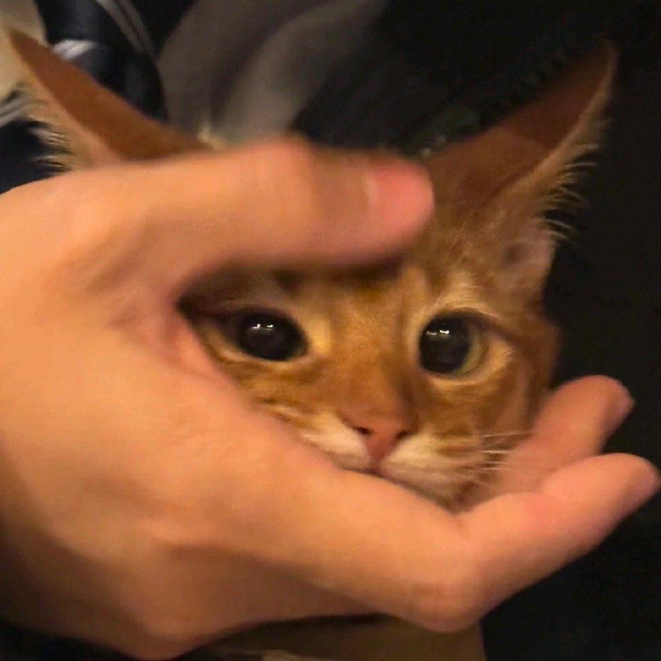 水蜜桃猪