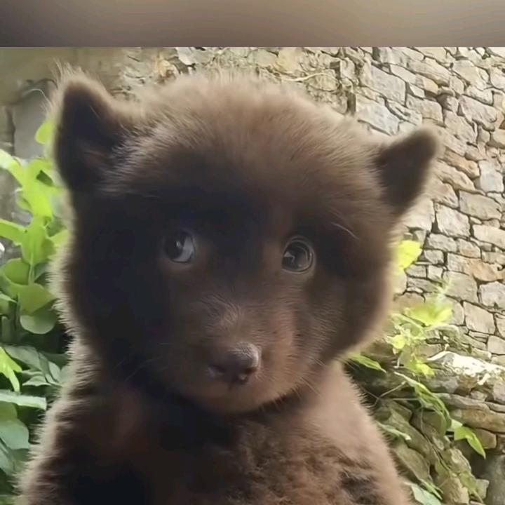 一元猫