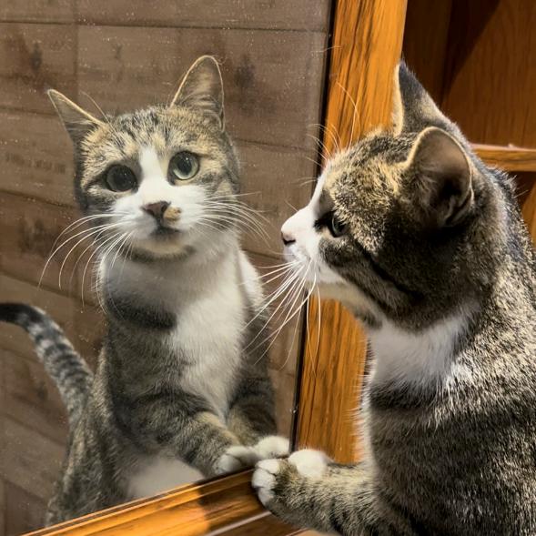 碰瓷是只猫