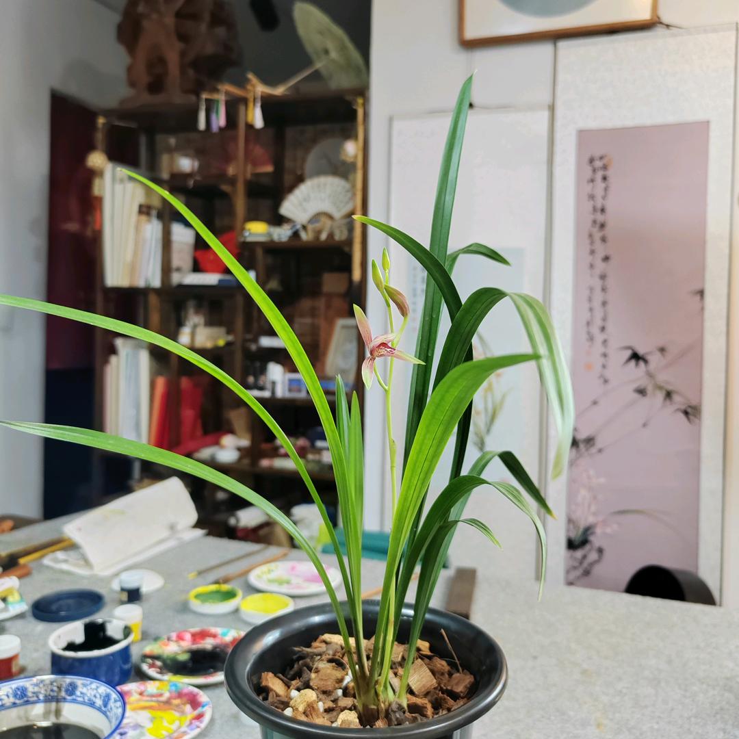 垚叠（蘭心社）