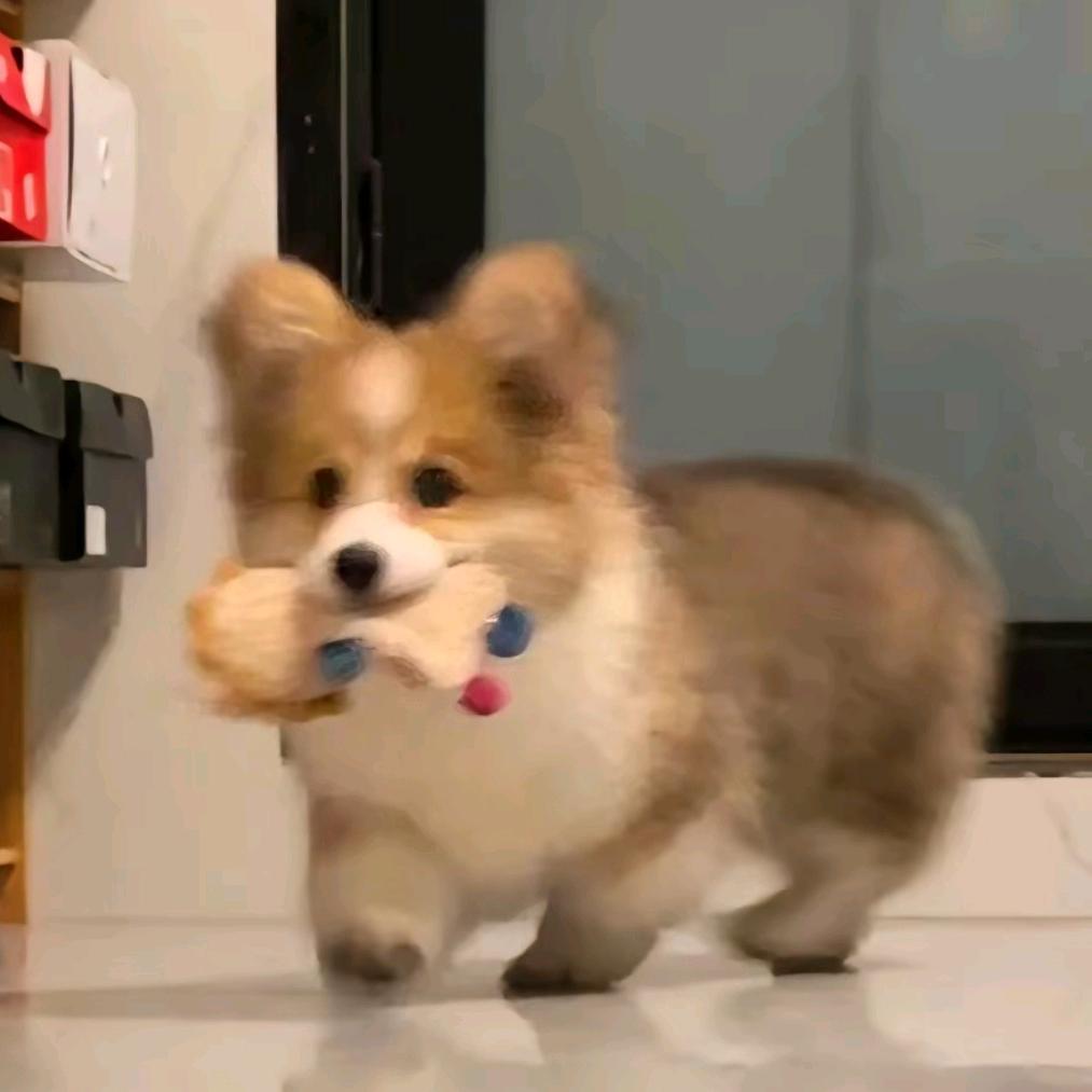 初芽₍˄·͈༝·͈˄*₎੭