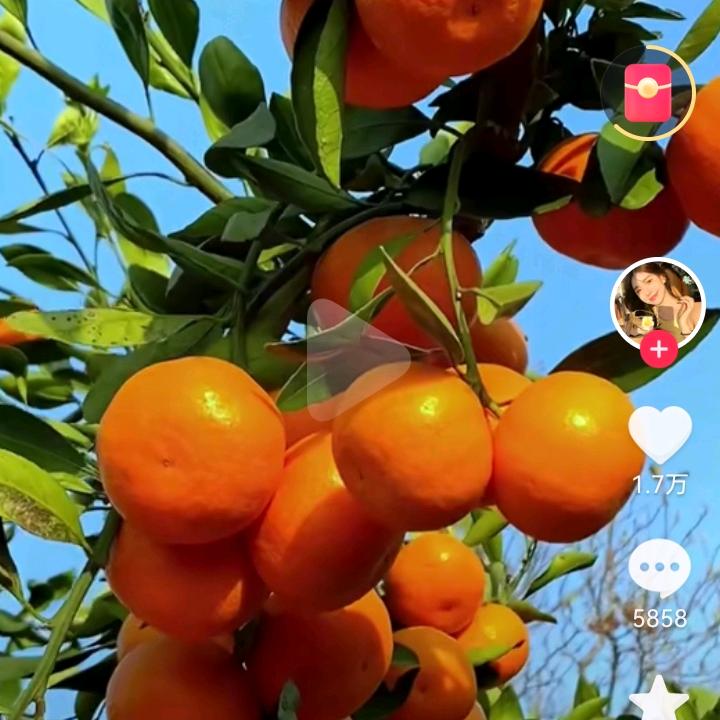 柿柿如意