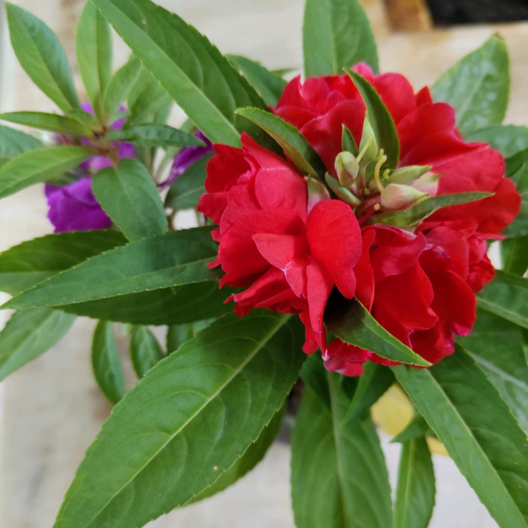 ಢ᭄丽🌺ོᝰ᭄