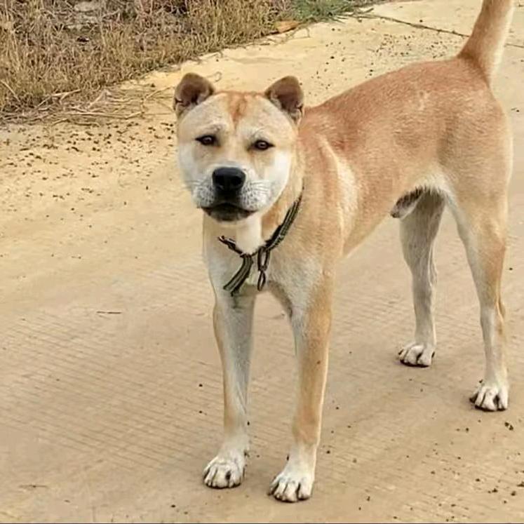 永安小豪⚡️🐕🐕