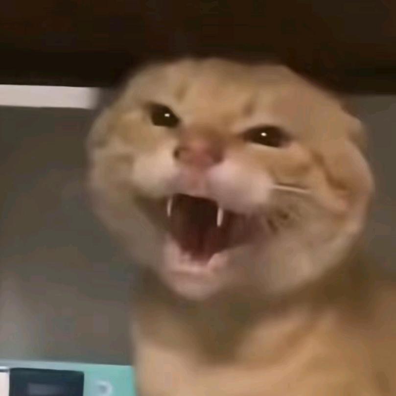 放屁崩晕我家猫