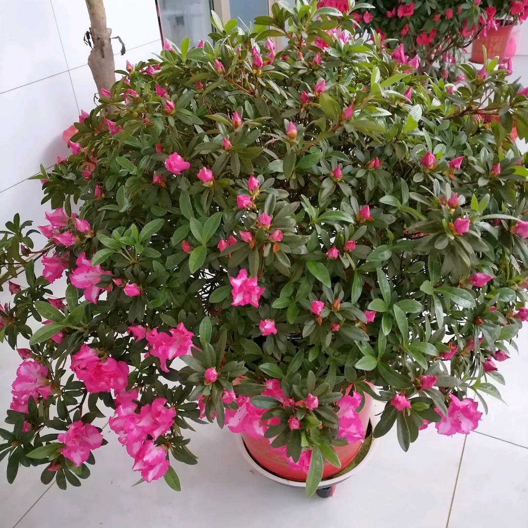 往事随风🇨🇳自由自再