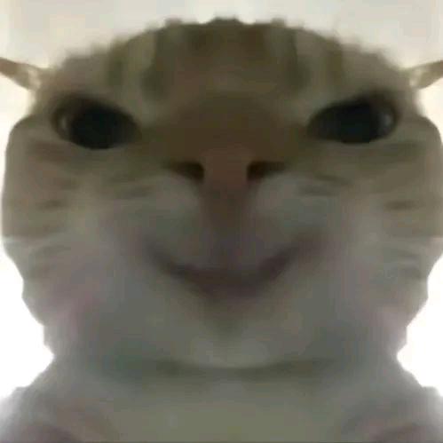 哈基米(三角洲跑刀仔)